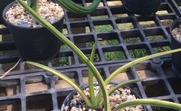 284-canaliculata-dwarf-variegated-