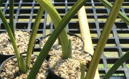 285-canaliculata-variegated-