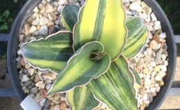 286-Lavlanos-23295-Xaskul-variegated-
