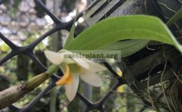 287-Dendrobium-scabrilingue