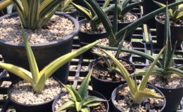 287-downsii-striata-variegated-