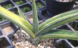 288-robusta-variegated-