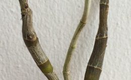 289-Dendrobium-seidenfadenii-dickasonii-BS-20