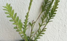 29-Appendicula-cornutaBS12-40