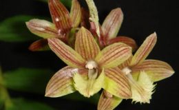 291-Dendrobium-serratilabium-BS-100