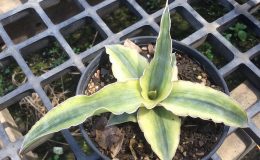 291-ehrenbergii-«Wavy-leaves»-variegated-