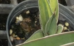 292-perrottii-variegated-Phillipine-clone-