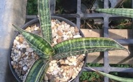 294-fisheri-variegated