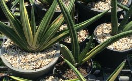 297-patens-variegated-
