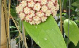 298-Hoya-finlaysonii-Burma1-Wax-leaf-900