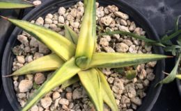 299-ballyi-«Star»-variegated-250