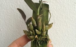 300-Dendrobium-trigonopus-BS-20