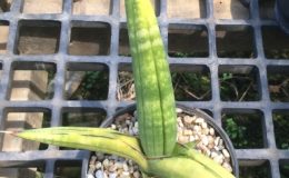 300-bella-striata-variegated-