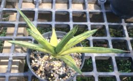 301-suffruticosa-«Mutomo»-striata-variegated-