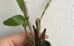 302-Dendrobium-unicum-BS-12-40