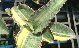 304-kirkii-«Silver-Blue»-variegated-
