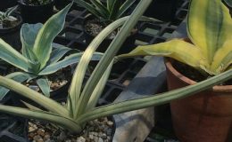 308-caulescens-«Super-Star»-