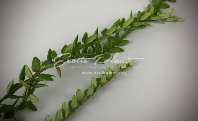 31 Hoya bella (miniature)=weebella 14