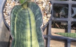 312-scimitariformis-R944-striata-variegated-