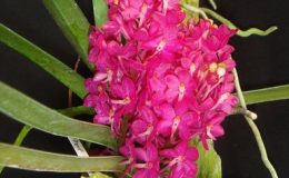 32-Ascocentrumsyn-Vanda-ampullaceumsyn-ampullacea-BS-12-40