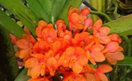 33-Ascocentrumsyn-Vanda-ampullaceumsyn-ampullacea-Orange-BS-12-40