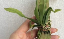 335-Gastrochilus-bigibbus-BS-20