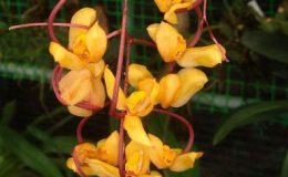 339-Gongora-galeata-Fragrant-BS-55