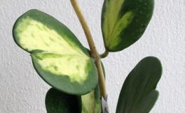340-Hoya-kerrii-variegata-Chanrits-Choice-65