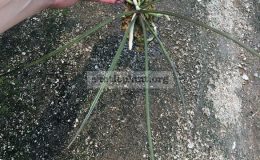 354-Holcoglossum-kimballianum