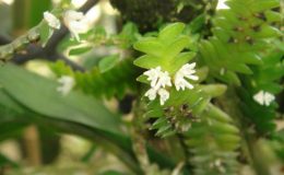 384-Microsaccus-griffithii-Fragrant-BS-12-40