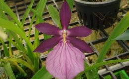 385-Miltonia-spectabilis-BS-40