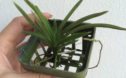 387-Neofinetia-falcata-white-Fragrant-BS-12-40