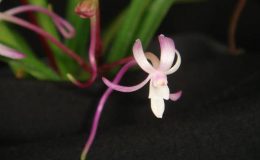 388-Neofinetia-falcata-Pink-Fragrant-BS-30-