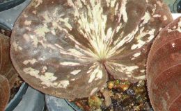 389-Nervilia-plicata-clone1-BS-12-20-