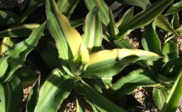 40-arborescens-striata-variegated