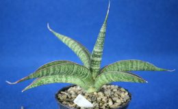 401-«Baphomet-Horns»-hallii-hybrid-50