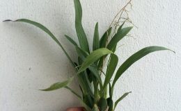 405-Oncidium-Twinkle-Red-Fantasy-Fragrant-BS-12-401