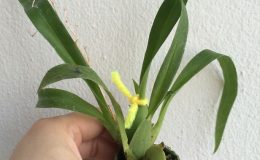406-Oncidium-Twinkle-Yellow-Fantasy-Fragrant-BS-12-40