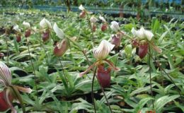 413-Paphiopedilum-barbatum-JQ-171-Per-growth-BS-55