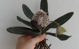 414-Paphiopedilum-bellatulum-PW-4856107-Per-growth-BS-201