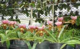 417-Paphiopedilum-charlesworthii-Per-growth-BS-20