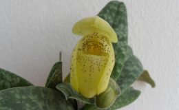 419-Paphiopedilum-concolor-Per-growth-BS-20
