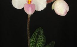 420-Paphiopedilum-delenatii-Per-growth-BS-40
