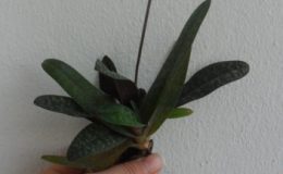 431-Paphiopedilum-niveum-PW-93-Per-growth-BS-20
