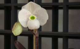 436-Paphiopedilum-thaianum-PW-26-Per-growth-BS-55
