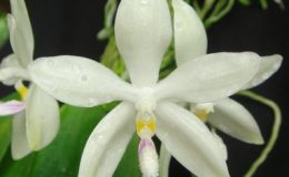 449-Phaius-tankervilleae-alba-BS-30