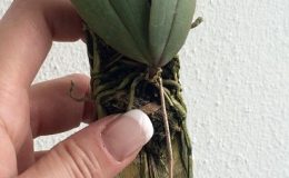 462-Phalaenopsis-lowii-JQ-210230-BS-20-1