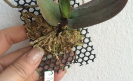 469-Phalaenopsis-stuartiana-Fragrant-BS-60-