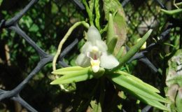 486-Pteroceras-semiteretifolium-Fragrant-BS-12-40