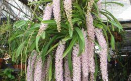 500-Rhynchostylis-retusa-BS-20